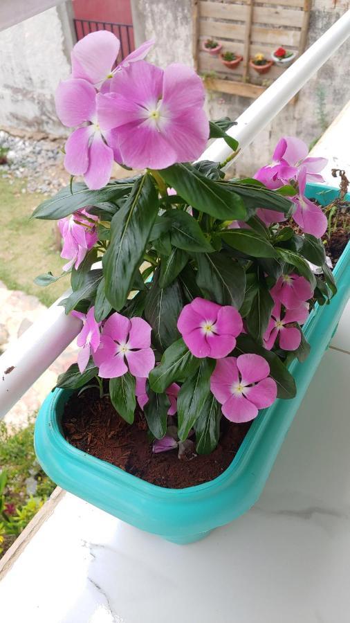 מלון Alto Paraíso de Goiás Casal Ostara Begonia מראה חיצוני תמונה