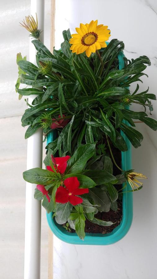 מלון Alto Paraíso de Goiás Casal Ostara Begonia מראה חיצוני תמונה